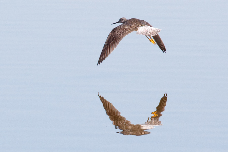 Greater Yellowlegs