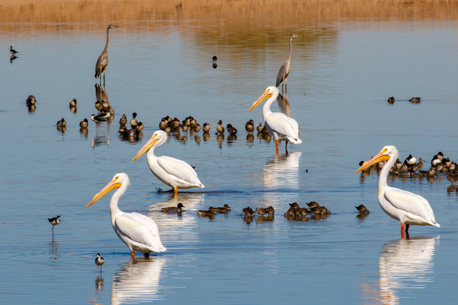 American White Pelican