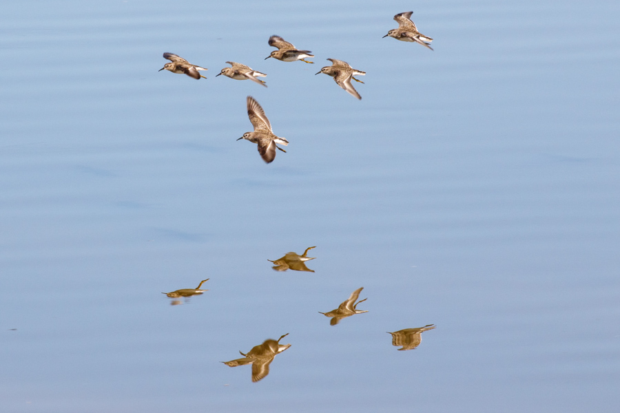 Least Sandpipers