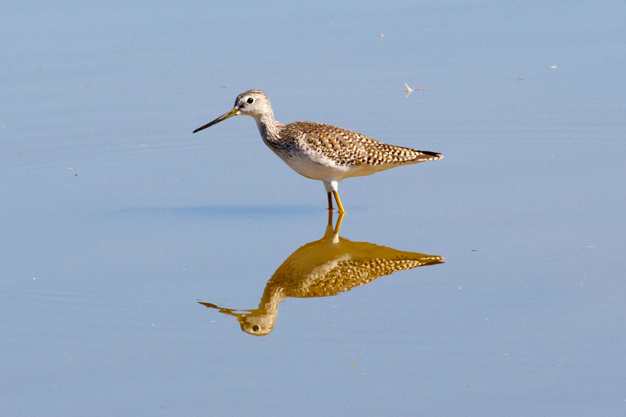 Greater Yellowlegs