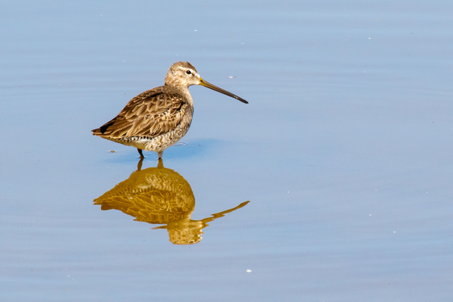 Long-billed Dowitcher