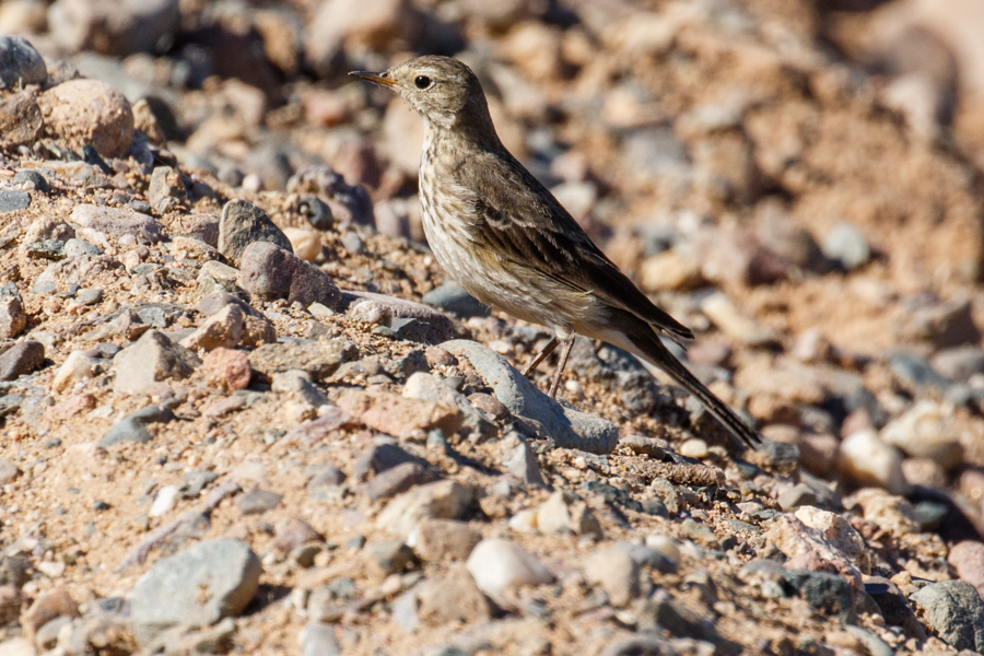 American Pipit