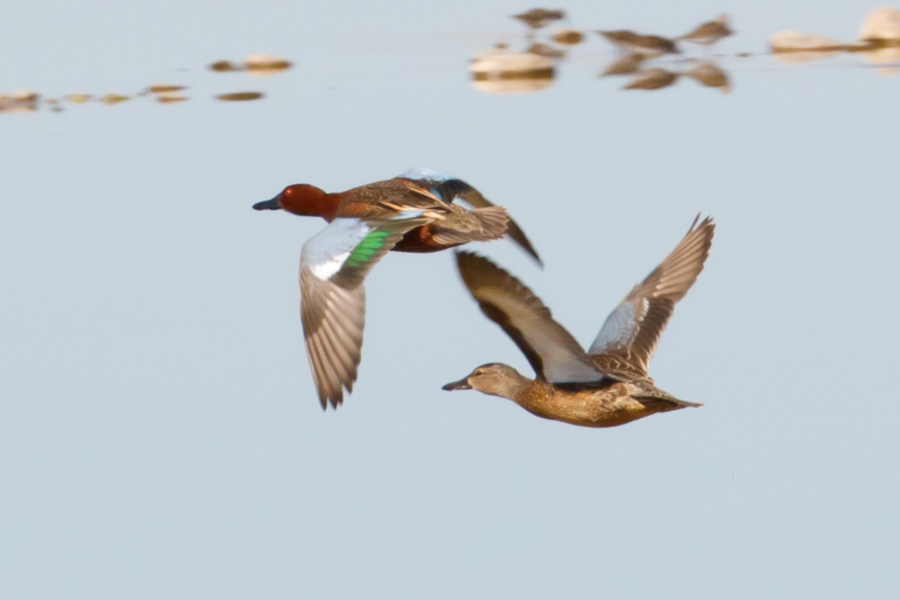 Cinnamon Teal