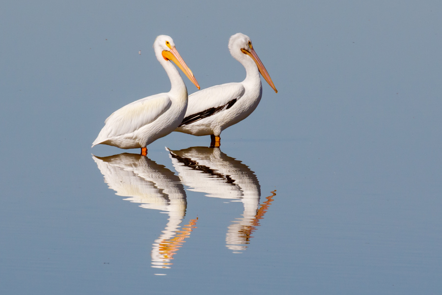 American White Pelican