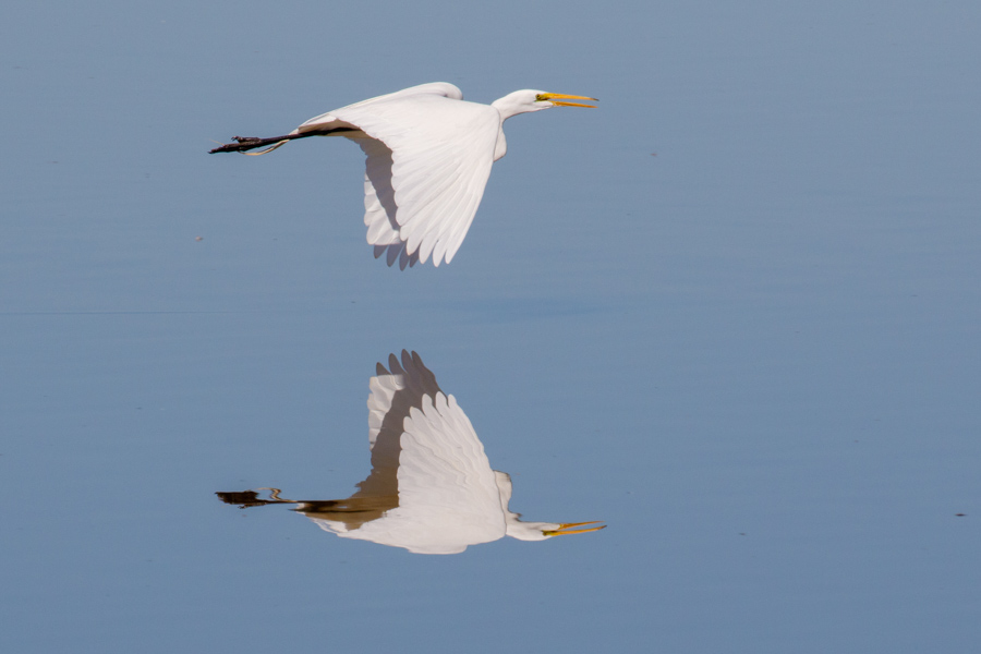 Great Egret