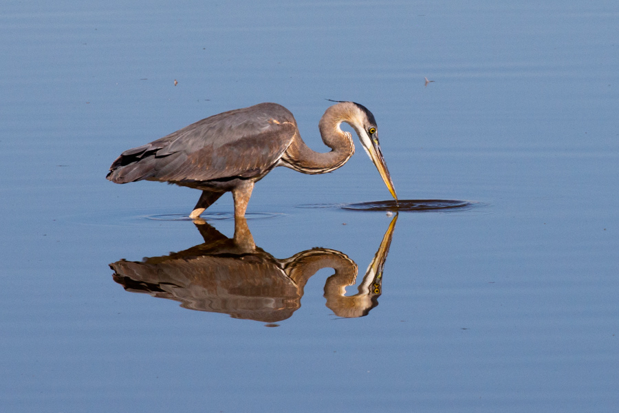 Great Blue Heron