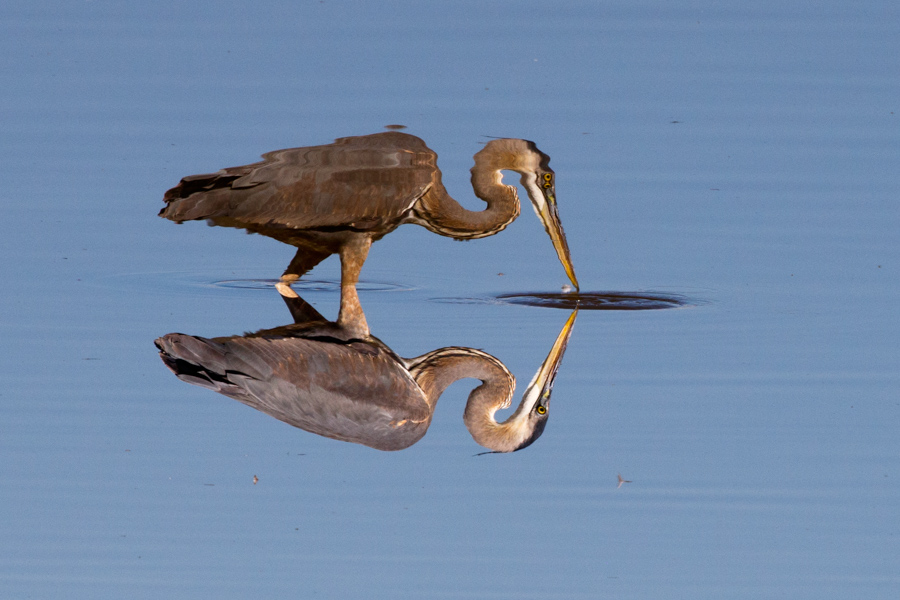 Great Blue Heron