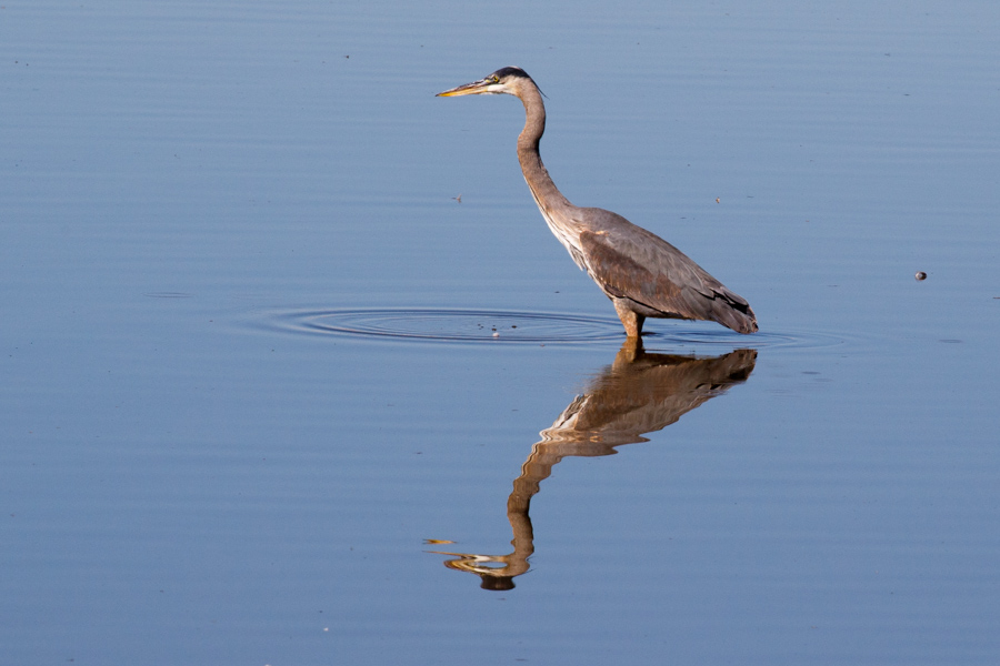 Great Blue Heron