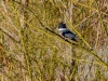 Belted Kingfisher