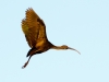 White-faced Ibis