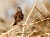 White-crowned Sparrow