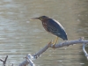 Green Heron