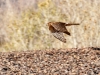 Northern Harrier