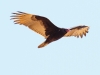 Turkey Vulture