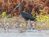 White-faced Ibis