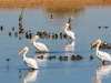 American White Pelican