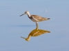 Greater Yellowlegs