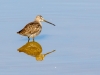 Long-billed Dowitcher