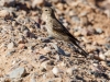 American Pipit