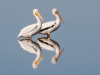 American White Pelican