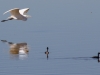 Great Egret and Eared Grebe