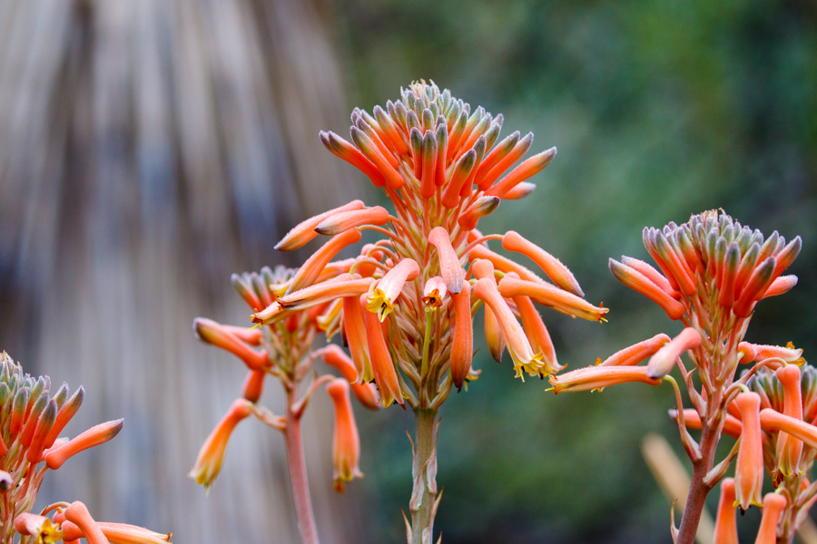 Aloe Vera Flower