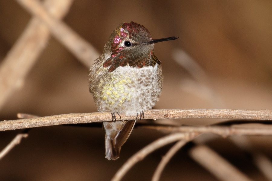 Anna\'s Hummingbird