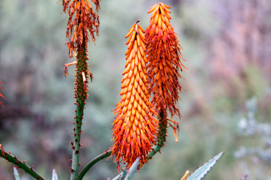 Red-hot Poker Flower