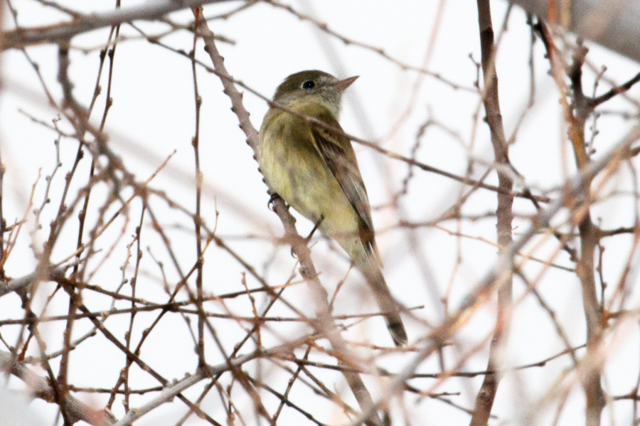 Hammond\'s Flycatcher