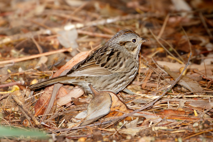 Lincoln\'s Sparrow