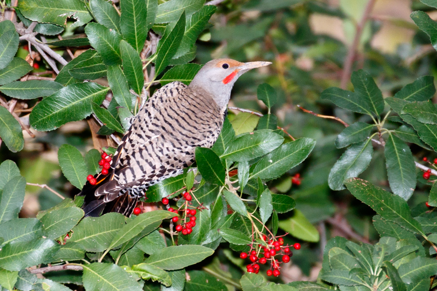 Northern Flicker