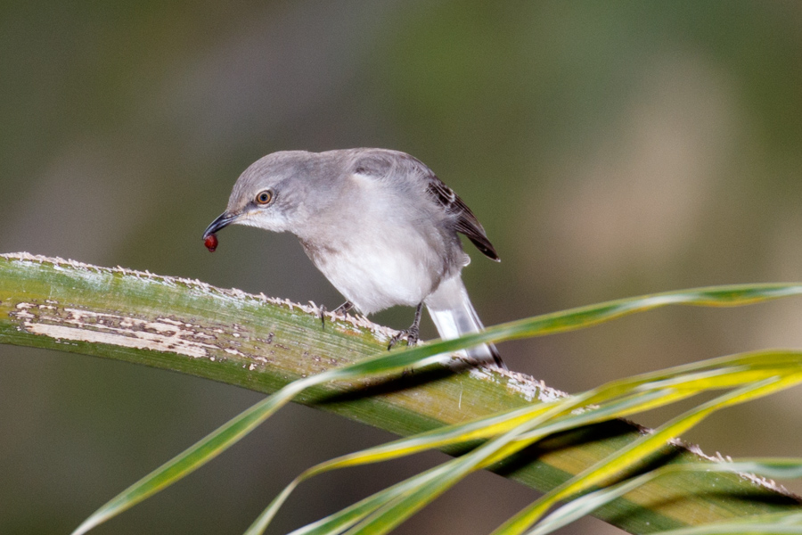 Northern Mockingbird