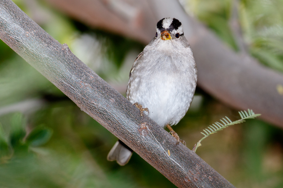 White-crowned Sparrow