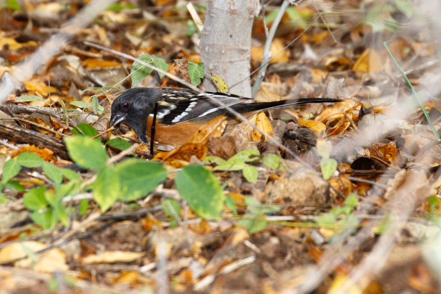 Spotted Towhee