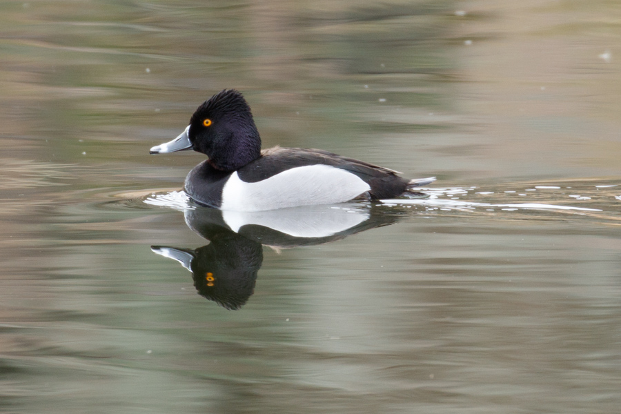 Ring-necked Duck