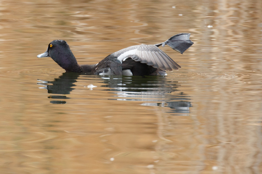 Ring-necked Duck