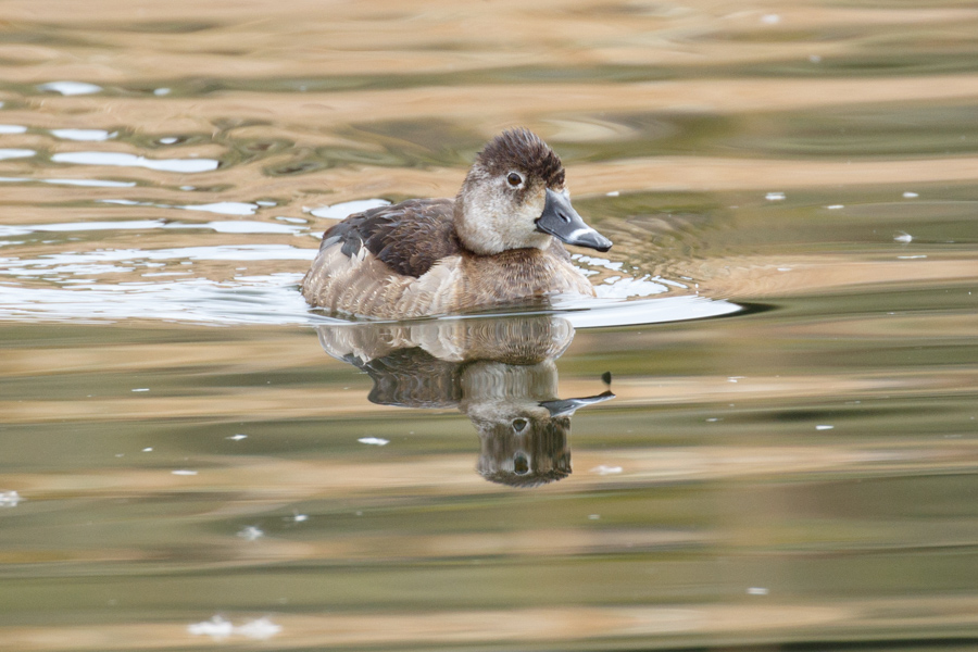 Ring-necked Duck