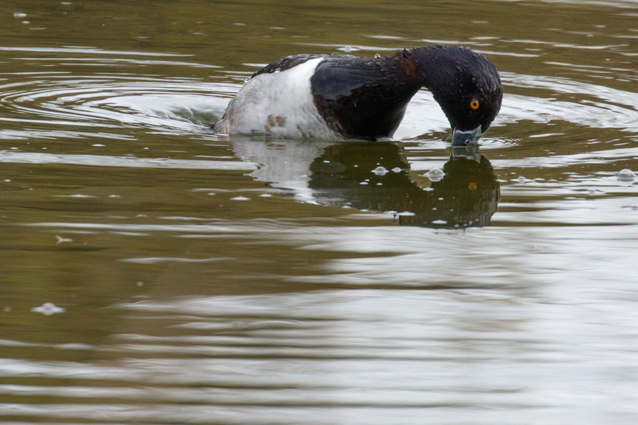 Ring-necked Duck