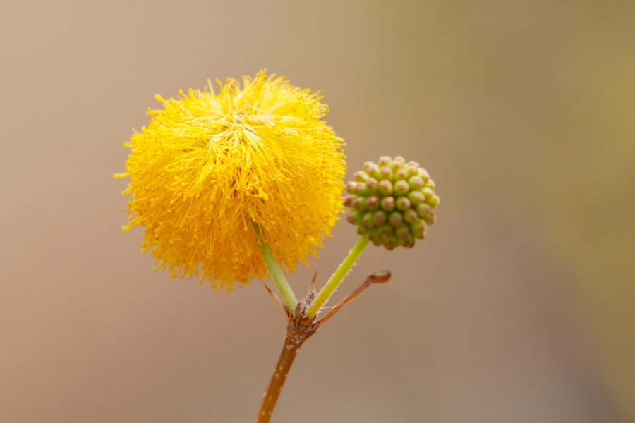 Sweet Acacia