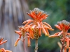 Aloe Vera Flower