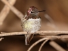 Anna's Hummingbird