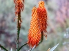 Red-hot Poker Flower