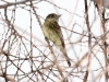 Hammond's Flycatcher