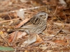 Lincoln's Sparrow