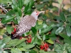 Northern Flicker