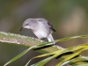 Northern Mockingbird