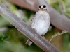 White-crowned Sparrow