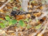 Spotted Towhee