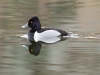 Ring-necked Duck