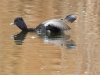 Ring-necked Duck